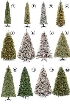 the different types of christmas trees are shown in this diagram, with numbers on each tree