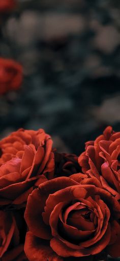 some red flowers that are sitting on a table