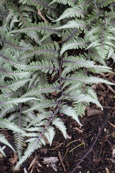 a close up of a plant with green leaves and brown dirt in the foreground