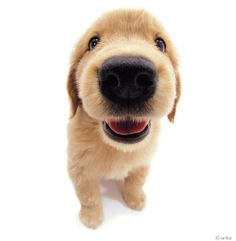 a close up of a dog on a white background