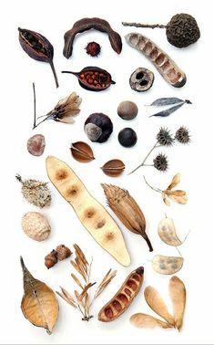 an assortment of different types of leaves and seeds