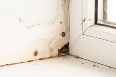 A window in an apartment with high humidity and fungus on the walls, a dark window with cobwebs and insects on the royalty free stock photography Dark Window, Dark Windows, Stock Photography Free, Stock Photography, Molding, Insects