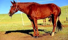 a brown horse standing on top of a lush green field