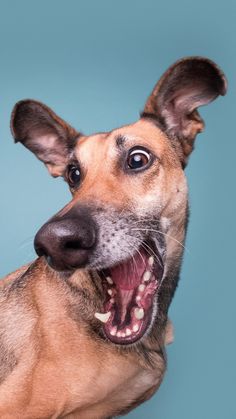 a dog with its mouth open and it's teeth wide open, looking at the camera