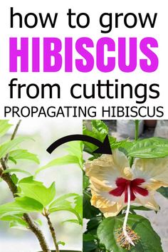 how to grow hibiscus from cuttings and propagating hibiscus