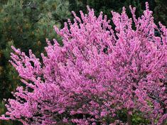 a bush with purple flowers in the foreground and pine trees in the back ground