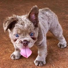 a small dog standing on top of a wooden floor