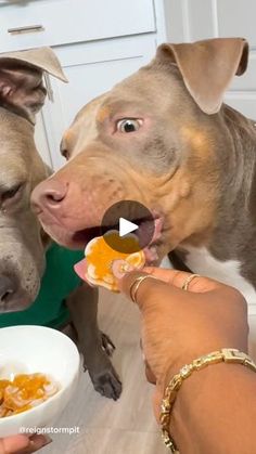 two dogs eating food out of white bowls