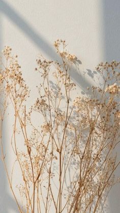 the shadow of a clock is cast on a white wall behind some dried plants in a vase