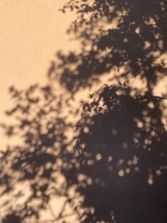 the shadow of a tree on a wall