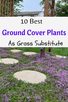 Best ground cover plants Rock And Ground Cover Landscape, Flagstone With Ground Cover, Ground Cover For Sunny Areas, Non Grass Yard Ideas, Natural Ground Cover, Mulch Substitute Ideas, Lawn Cover Grass Alternative, Cottage Garden Ground Cover, Ground Covering Ideas