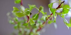 a plant with green leaves is shown in this close up photo, it appears to be growing