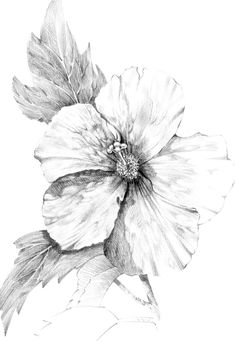 a pencil drawing of a flower on a white background