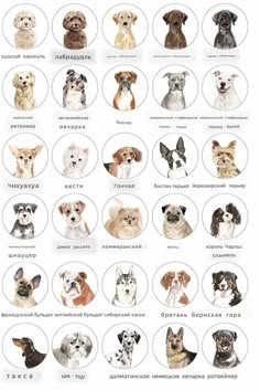 an image of dogs in russian language on a white background with the names and colors