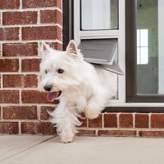 a small white dog is coming out of the door with its mouth open and tongue hanging out