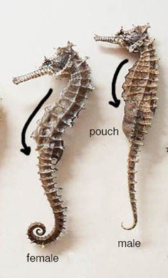 three seahorses are shown with their names