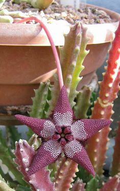 a close up of a flower on a plant in a pot with other plants behind it