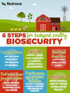 the 6 steps for backyard poultry and biosecuity info sheet is shown here