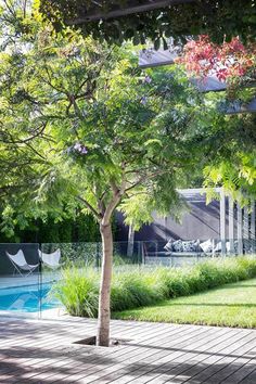 a small tree sitting in the middle of a wooden deck next to a swimming pool