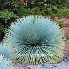 a large blue plant sitting on top of a rocky ground