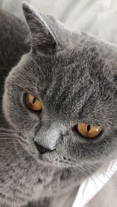 a gray cat laying on top of a bed next to a white sheet covered pillow