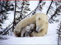 an adult polar bear with two cubs in the snow