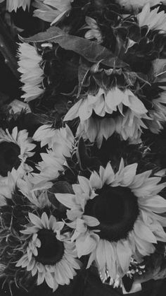 black and white photograph of sunflowers in a bouquet on the ground with leaves