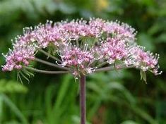 a close up view of some pink flowers