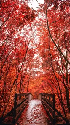 a wooden bridge surrounded by trees with red leaves