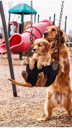 two dogs are playing on a swing at the playground with each other and one dog is holding its paws up to it's chest