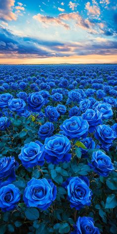 blue roses are growing in the middle of a field