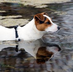 a brown and white dog is in the water looking at something with its reflection on it's surface