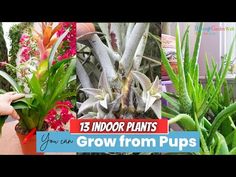 three different types of indoor plants growing in pots with text that reads 13 indoor plants you can grow from pups