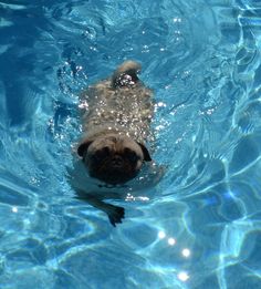 a dog swimming in a pool with clear blue water and sun shining on its face