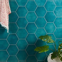 a potted plant sitting next to a blue wall with hexagonal tiles on it