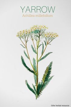 Yarrow Achillea millefolium Medical Herbs, Herbal Apothecary, Healing Plants, Herbal Healing, Wild Edibles, Wild Plants, Healing Herbs, Botanical Drawings