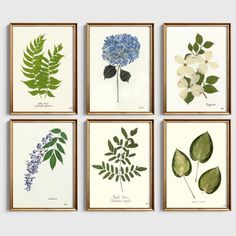 four framed art prints with blue flowers and green leaves