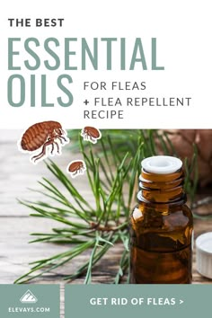 the best essential oils for flea repellent recipe