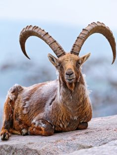 an animal with large horns laying on top of a rock