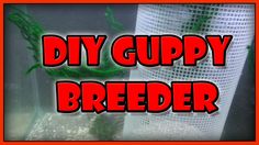 the words diy guppy breeder are in front of an aquarium