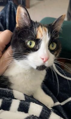 a black, white and orange cat sitting on top of a blanket