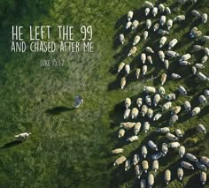 an aerial view of sheep grazing in a field with the words he left the 99 and chased after me