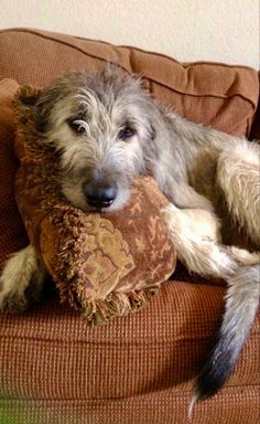 a dog laying on top of a couch holding a pillow