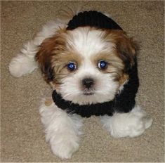 a small brown and white dog sitting on top of a carpet