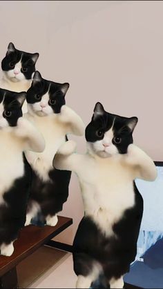 four black and white cats standing on their hind legs