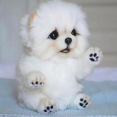 a small white dog sitting on top of a blue blanket with its paws in the air