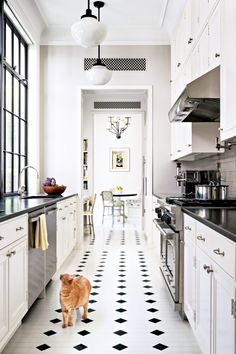 an orange cat standing in the middle of a kitchen with black and white flooring