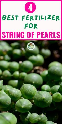 "Fertilizing String of Pearls, String of Pearls care, String of Pearls 
fertilizer, Best fertilizer for String of Pearls, String of Pearls feeding 
schedule, String of Pearls plant food, String of Pearls nutrients, String 
of Pearls growth, String of Pearls health, String of Pearls maintenance." Suculent Plants, String Of Pearls Plant, Succulent Care, String Of Pearls, House Plants Decor