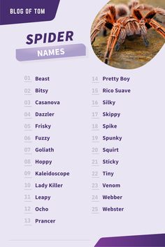 a spider name list with the names of its legs and head in front of it