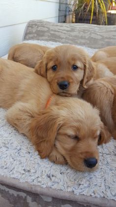 four puppies are laying on a bed together